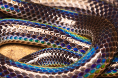 Khaire's Black Shieldtail photo 5