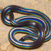 Khaire's Black Earth Snake - Photo (c) druva_murali, some rights reserved (CC BY-NC)