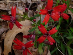 Silene virginica