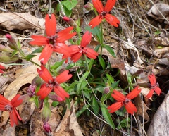 Silene virginica
