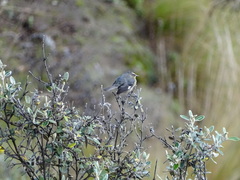 Conirostrum cinereum