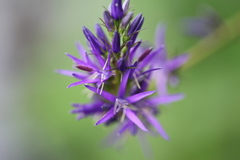 Asyneuma campanuloides