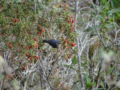 Conirostrum cinereum