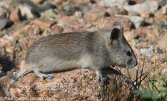 Gobi Altai Mountain Vole photo 2