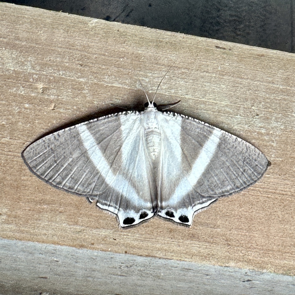 Cyphura urapteroides