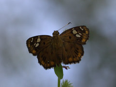 Coladenia indrani