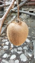 Actinidia chinensis deliciosa