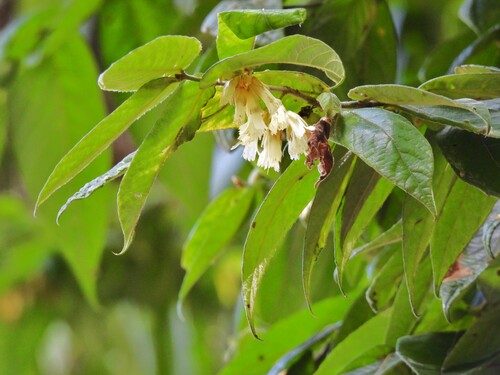 Aceratium concinnum observed 2023-08-29
