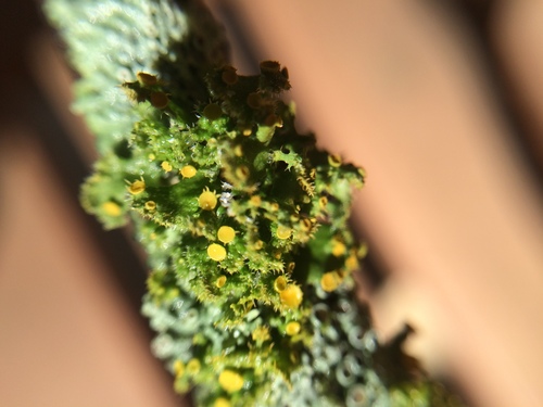 Golden-eye Lichen