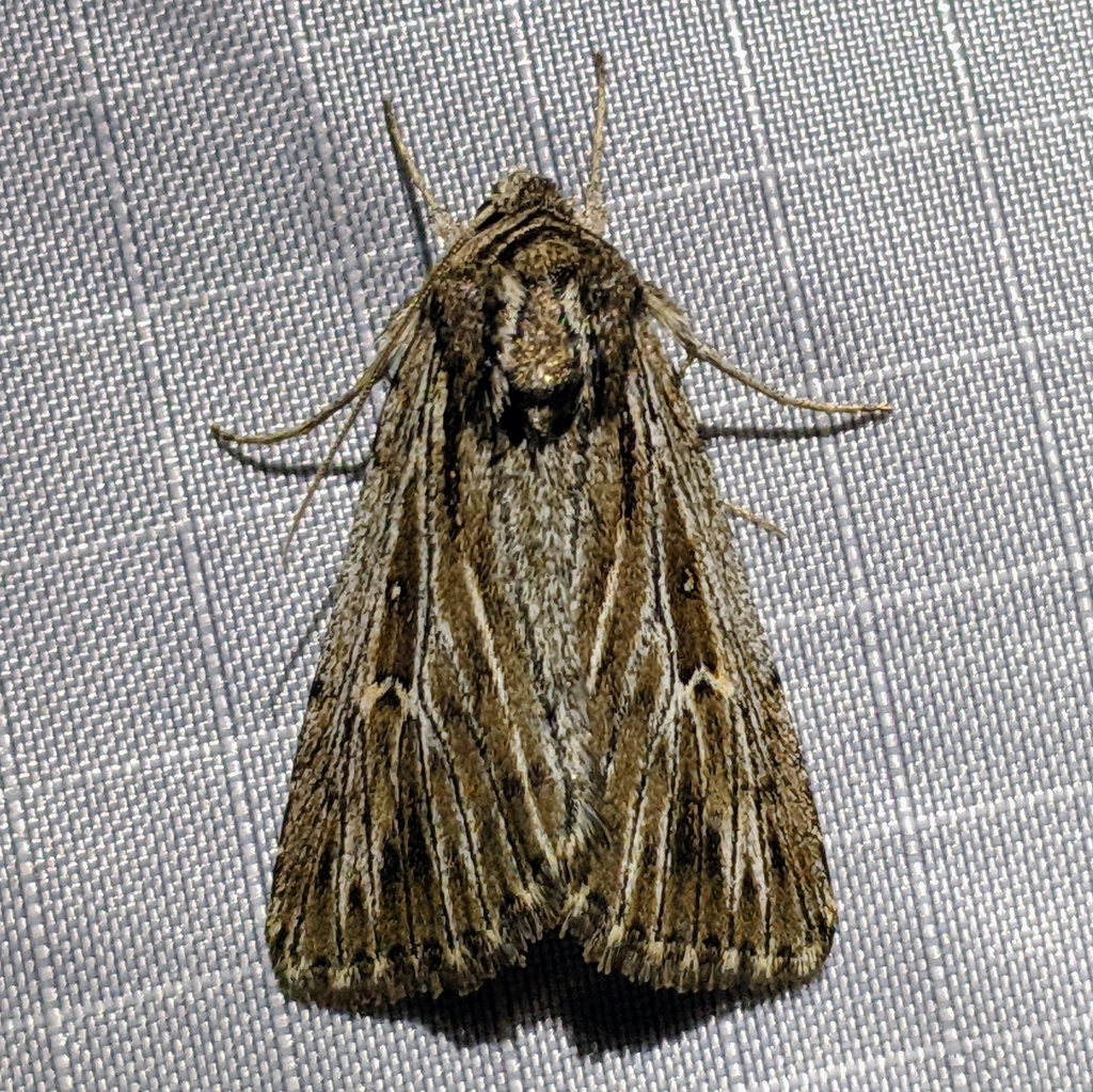 Setagrotis radiola