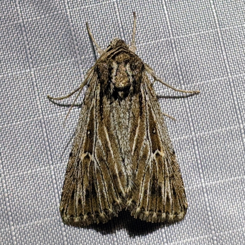 Setagrotis radiola