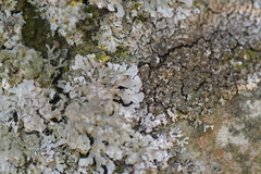 Image of Physconia grisea