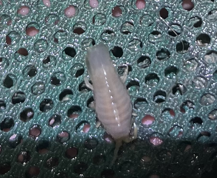 Valvulae Insect Valvetails in August 2023 by Zakqary · iNaturalist