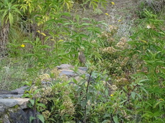 Grallaria quitensis