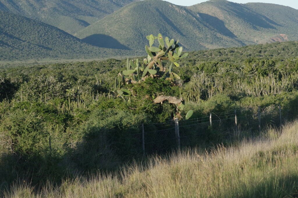 Indian fig opuntia from Kleinpoort to Kirkwood via Helpmekaar on the ...