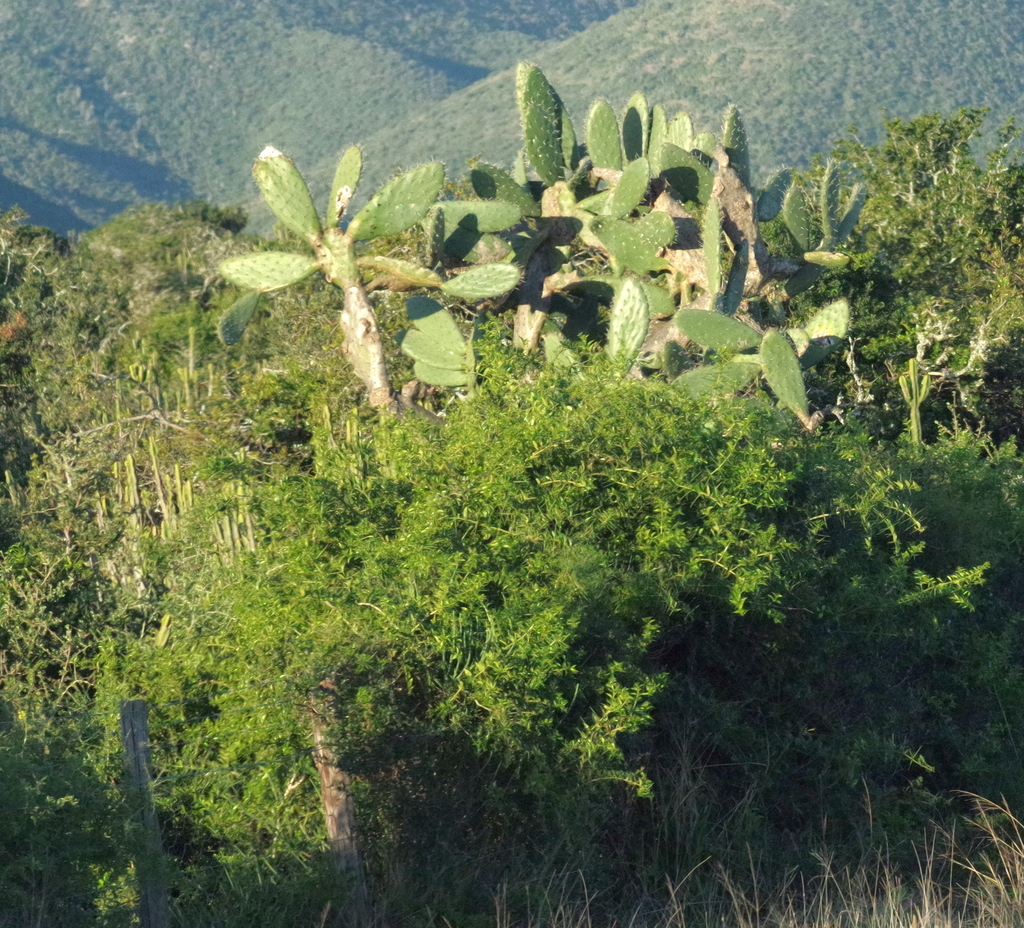 Indian fig opuntia from Kleinpoort to Kirkwood via Helpmekaar on the ...