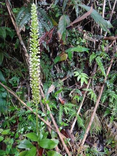 Goodyera procera (Goodyera procera)