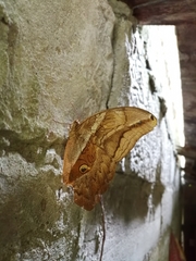 Eryphanis lycomedon