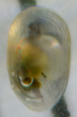 Acroloxus lacustris