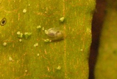 Acroloxus lacustris