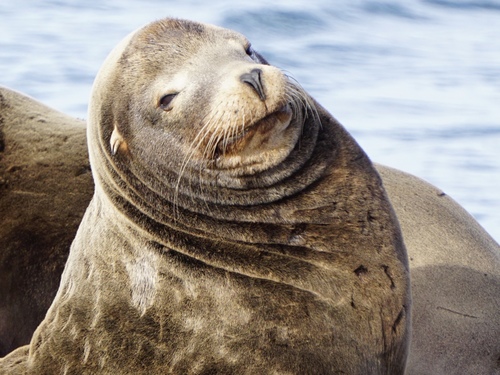 California Sea Lion photographed in Washington