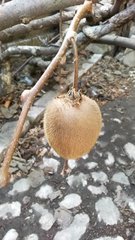 Actinidia chinensis deliciosa