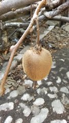 Actinidia chinensis deliciosa