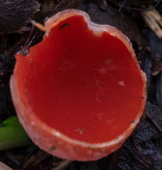 Sarcoscypha
