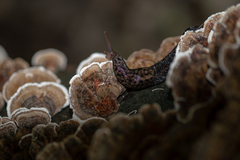 Limax maximus