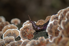 Limax maximus