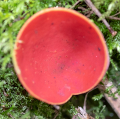 Sarcoscypha
