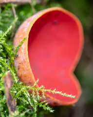 Sarcoscypha