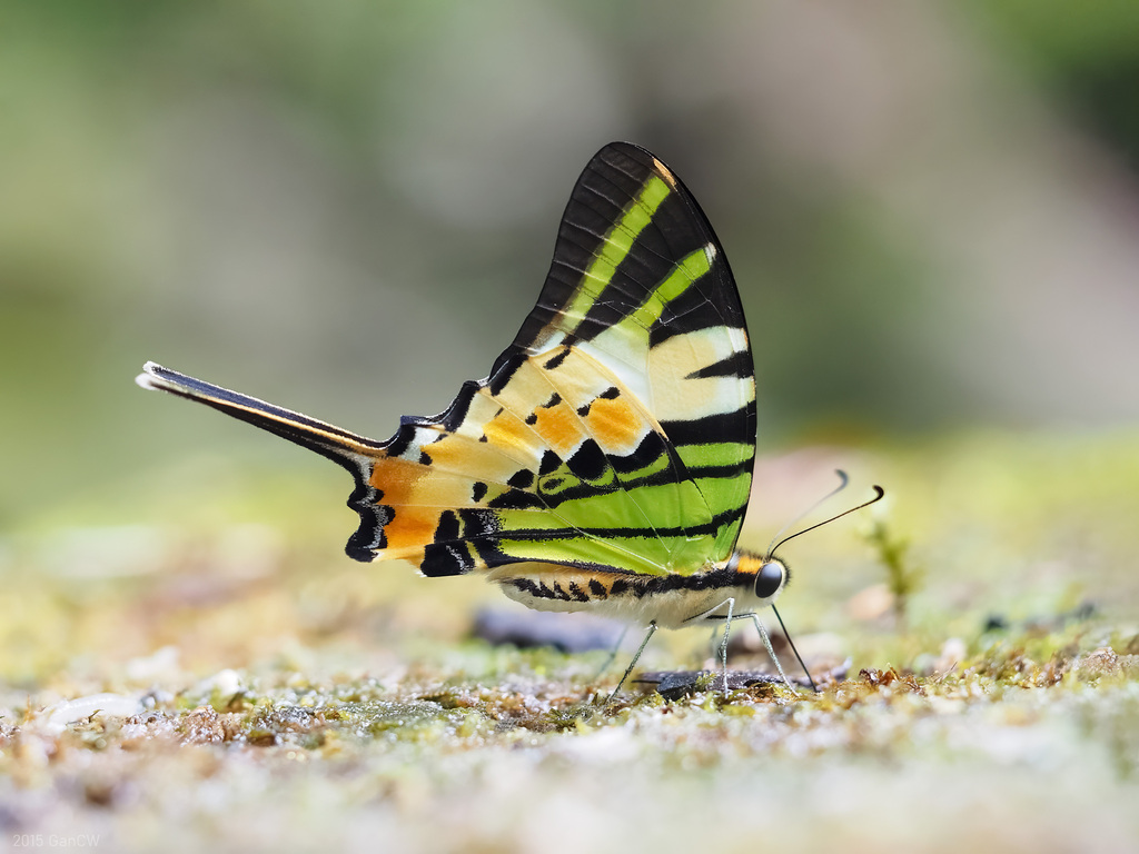 宽尾凤蝶（Graphium antiphates）