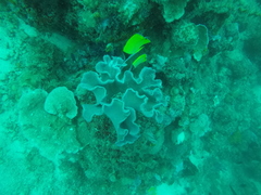 Forcipiger longirostris