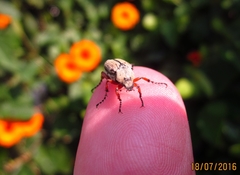 Macrodactylus mexicanus