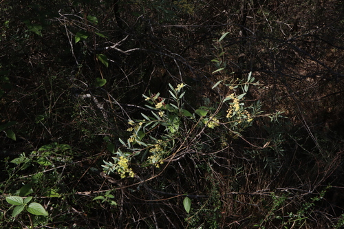 Image of Acacia prominens by (c) Thomas Mesaglio, some rights reserved (CC BY)