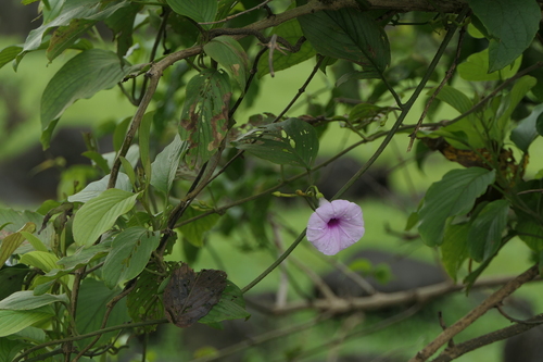 Argyreia elliptica (Argyreia elliptica)