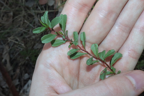 Image of Hibbertia diffusa by (c) Thomas Mesaglio, some rights reserved (CC BY)