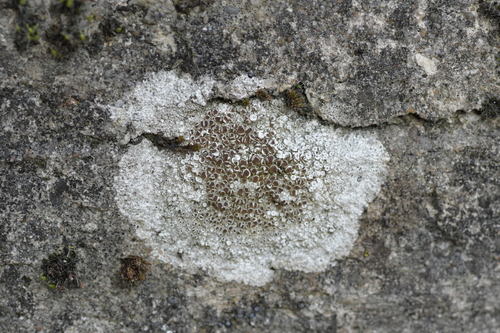 Lecanora horiza image