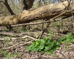 Ficaria verna calthifolia