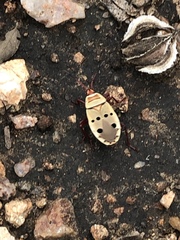 Probergrothius