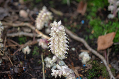 Lathraea squamaria