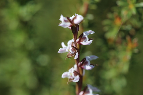 Image of Prasophyllum hians by (c) Hugo Innes, some rights reserved (CC BY)