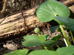Ficaria verna calthifolia