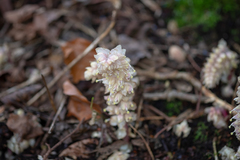 Lathraea squamaria