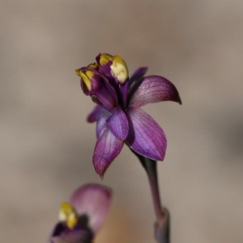 Image of Thelymitra uliginosa by (c) Hugo Innes, some rights reserved (CC BY)