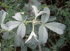 Vitex zeyheri image