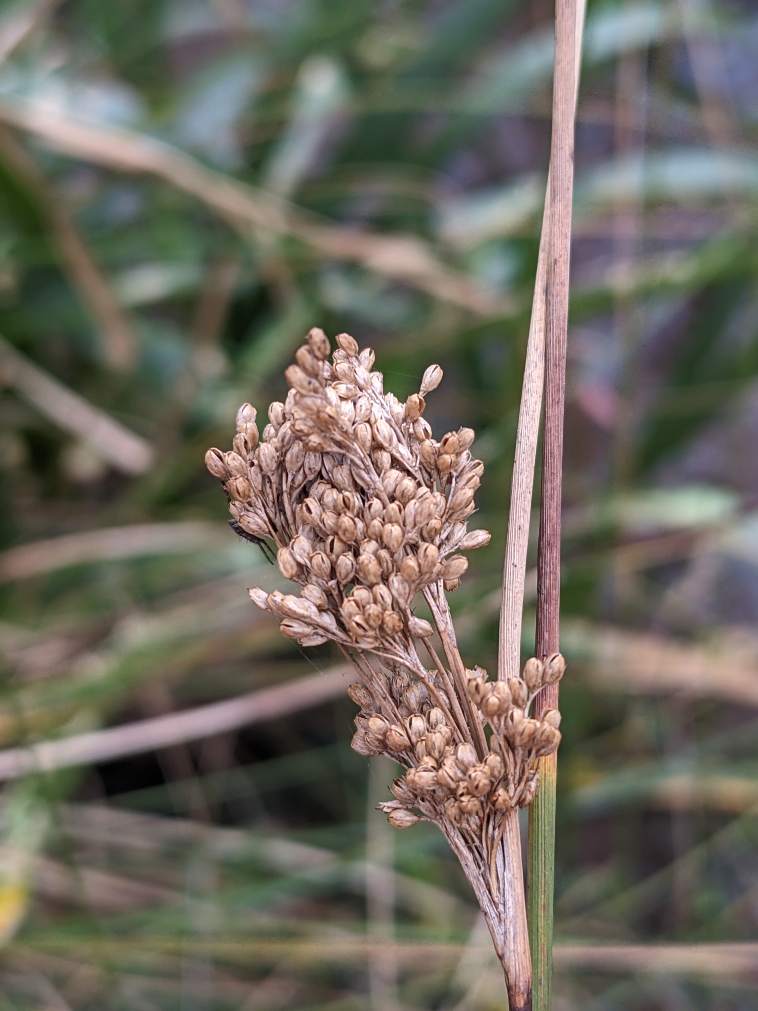 Juncus sarophorus