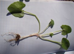 Ficaria verna calthifolia
