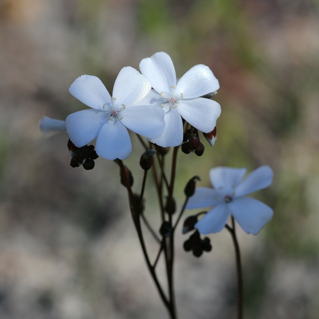 Drosera platypoda, Kalgan WA 6330, Australia